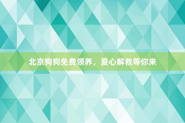 北京狗狗免费领养，爱心解救等你来